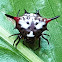 Spiny Orb Weaver