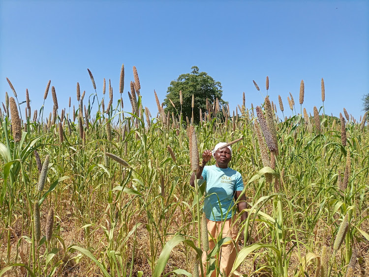 Christina Mawia of Itivanzou village in Mwingi north inspects his millet crop that is almost reaching maturity on her farm last Friday.