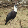 Woolly-necked stork