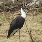 Woolly-necked stork
