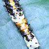 Common Mime Caterpillar