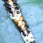 Common Mime Caterpillar