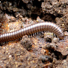 Millipede