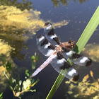 Twelve-spotted skimmer