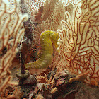 Yellow seahorse