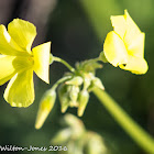 Bermuda Buttercup