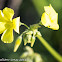 Bermuda Buttercup