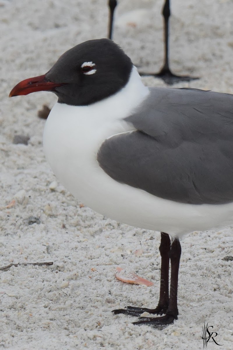 Laughing Gull