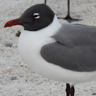 Laughing Gull