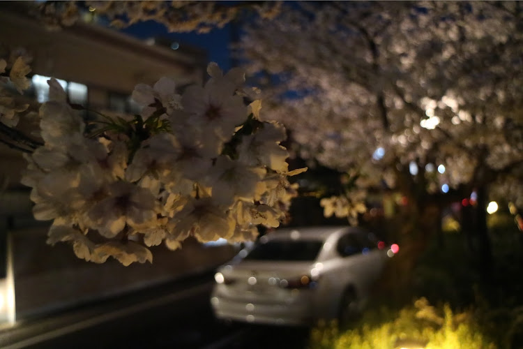 GSの桜シーズン開幕・桜と愛車に関するカスタム事例の投稿画像2枚目