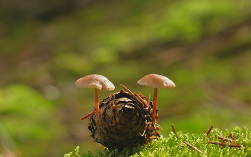 Flower mushrooms screenshot 1
