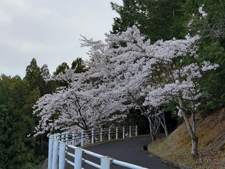N-WGN カスタムの京都府・京丹波町・discover_ct・桜探索！！・桜と愛車・コロナに負けるなに関するカスタム事例の投稿画像37枚目