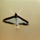 Cucumber Moth