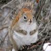 American Red Squirrel