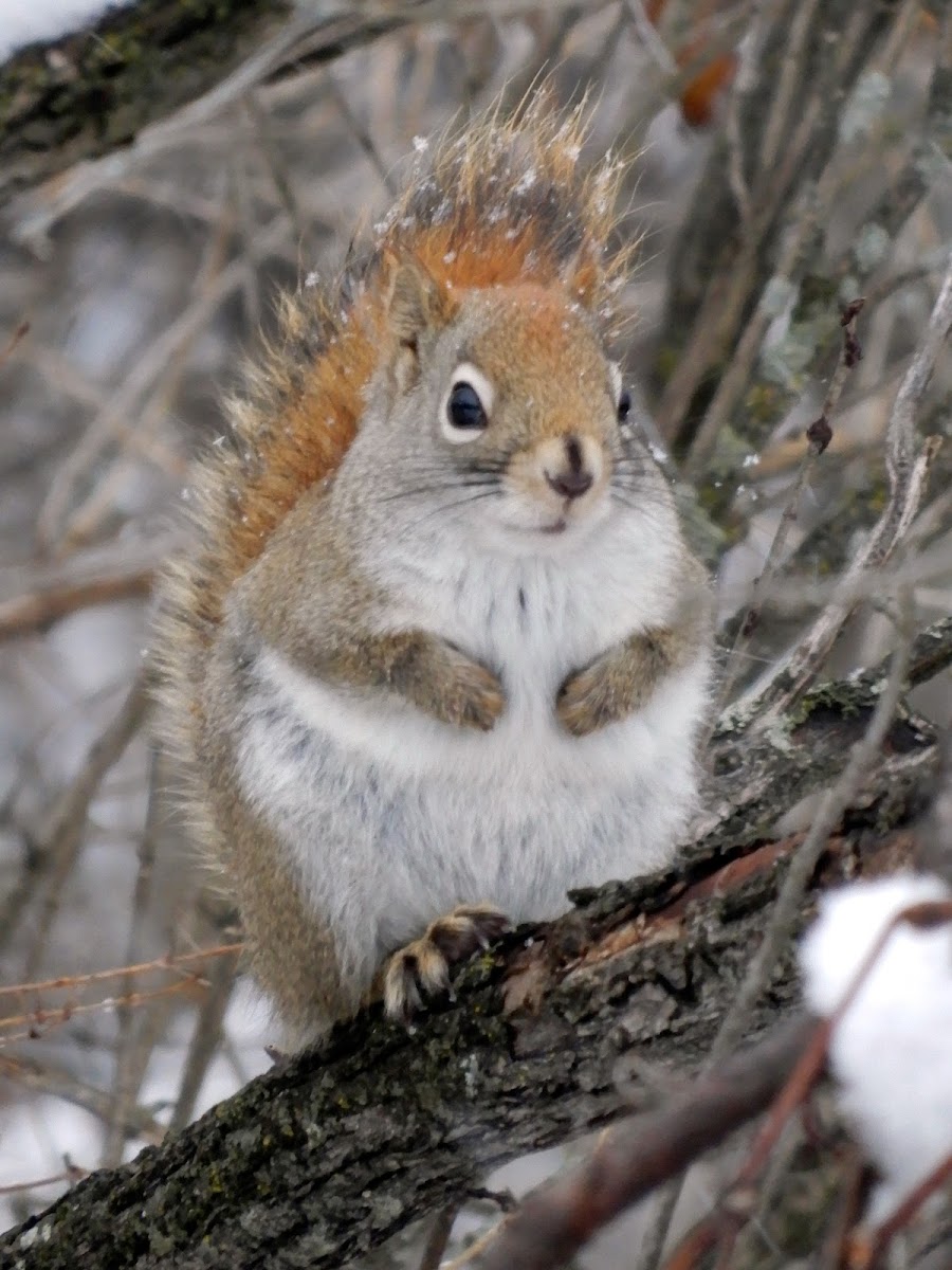 American Red Squirrel