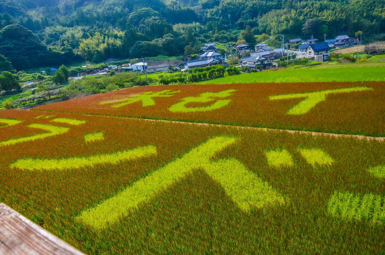 の投稿画像16枚目