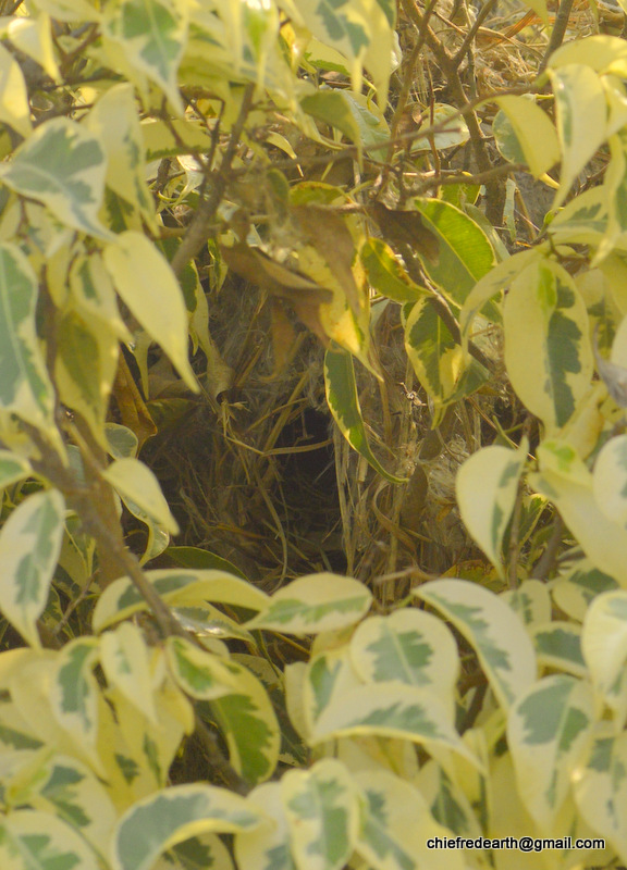 Scaly-breasted Munia's nest