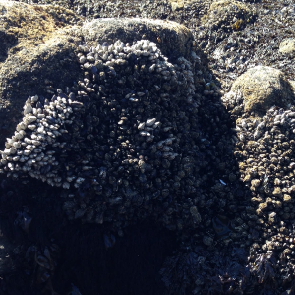 Acorn Barnacles