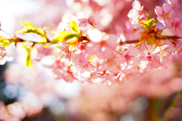 コペンのα7Ⅲ・オープン日和・桜が満開🌸・河津桜撮影に関するカスタム事例の投稿画像10枚目
