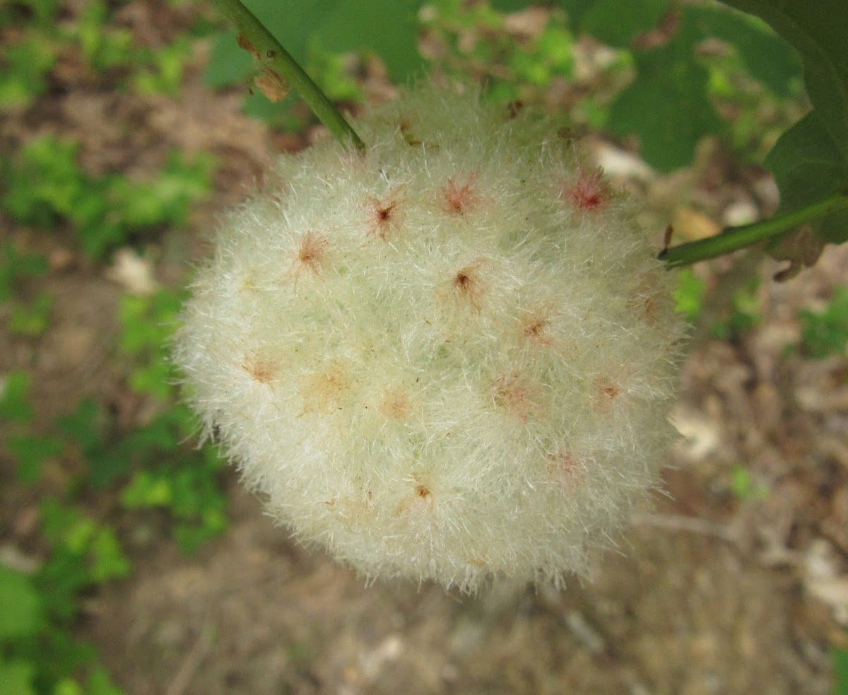 Wool Sower