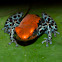 Poison Dart Frog - Red-Backed