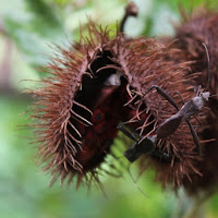 Lipstick Plant and friend di 