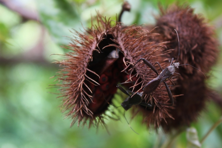 Lipstick Plant and friend di BudinoTRT