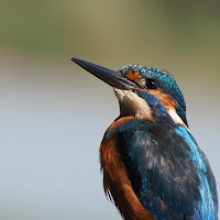 Il becco del Martin pescatore di 