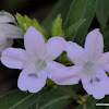 Philippine violet, bluebell barleria or crested Philippine violet