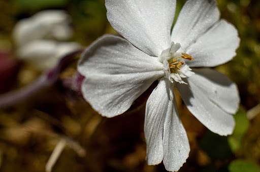 Silene latifolia