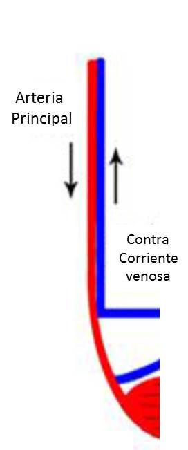 Circulación sanguínea en renos