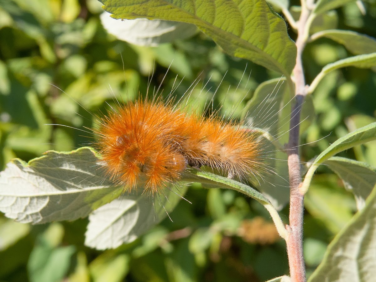 Virginian Tiger Moth Caterpillar