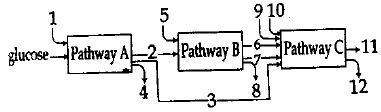 Types of Respiration