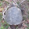 Eastern Snapping Turtle