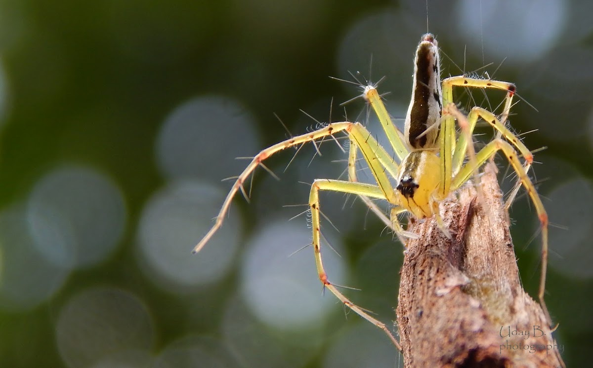 black backed lynx spider