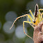 black backed lynx spider