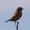 Stonechat; Tarabilla Común