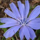 Common chickory