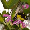 Malay Birdwing