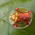 Golden Tortoise Beetle