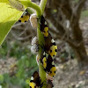 Mexican Treehopper