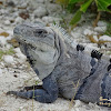 Green iguana