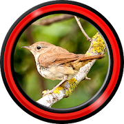 Singing Birds Live Wallpapers  Icon