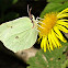 Common Brimstone