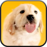 Puppy Licks Screen icon