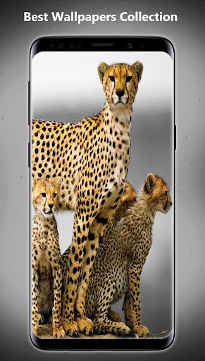 Cheetah Wallpapers