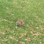 Eastern Cottontail