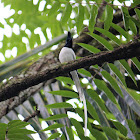 Indian paradise flycatcher