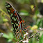 Gulf Fritillary