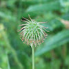 Avens (fruit)